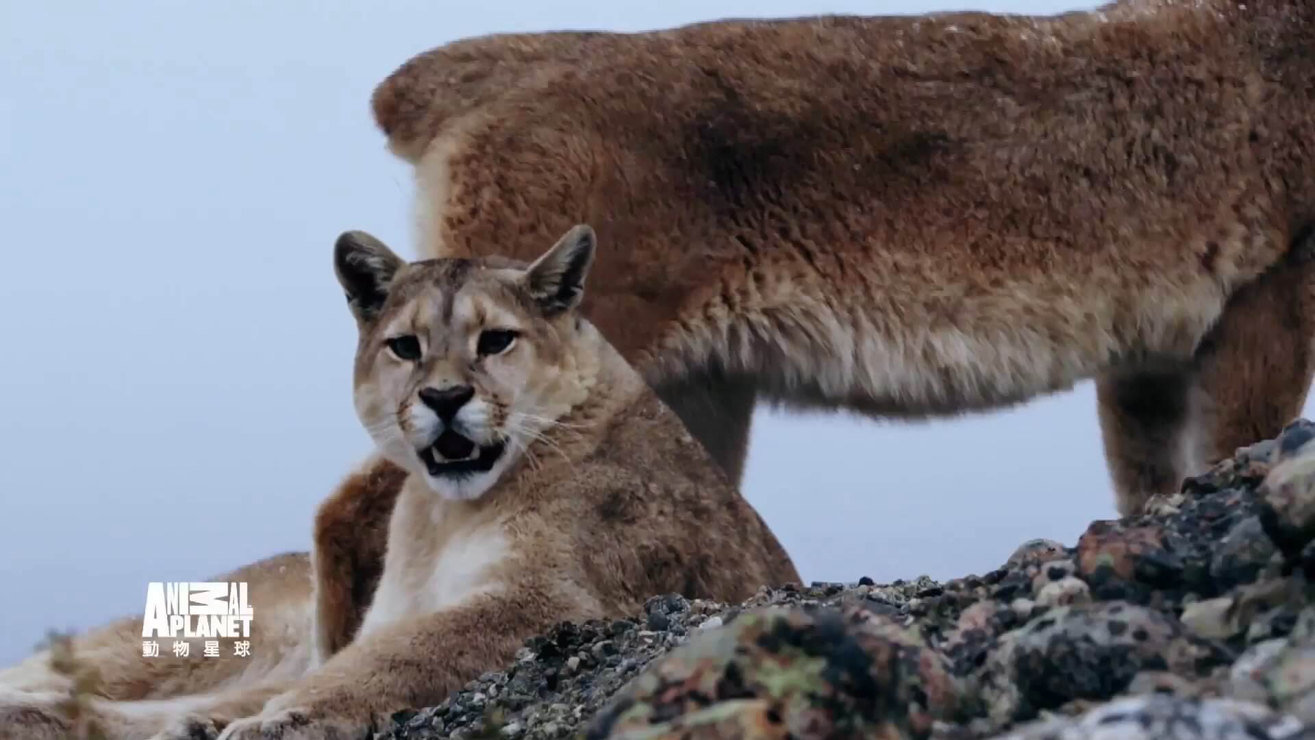 動物星球 拉丁美洲動物面對面