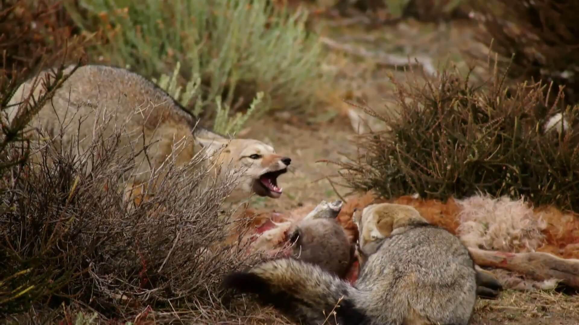 動物星球 拉丁美洲動物面對面