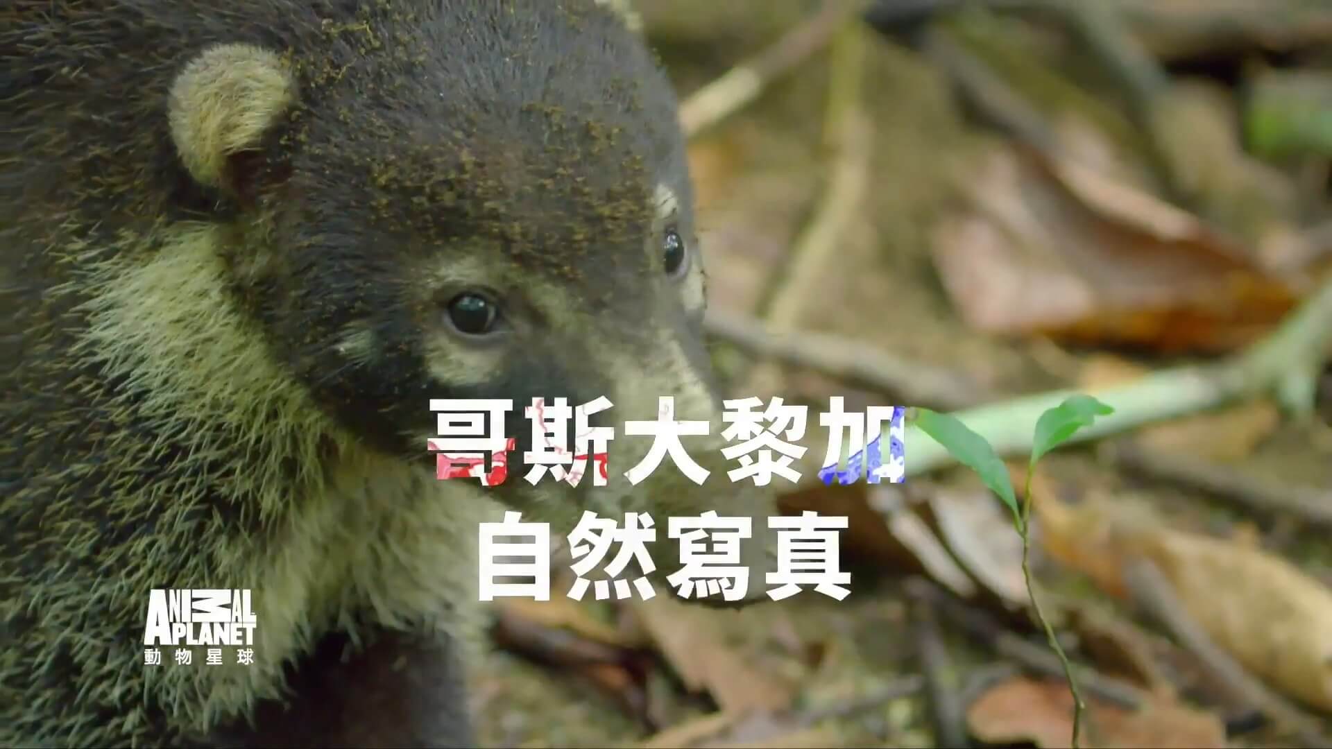 動物星球 拉丁美洲動物面對面